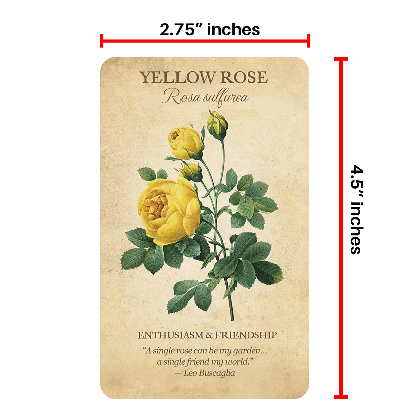 Botanical Inspirations Deck & Book Set